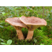 Мицелий Груздя горького / Груздь рыжий (Lactarius rufus)